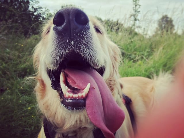 happy dog with tongue out his mouth at a forest