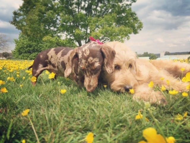 two fluffy dogs relaxing relaxing on lush green grass and yellow flowers on a sunny day